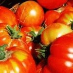 Tomato minerale molie - cum să recunoască și să lupte, ziua de vară