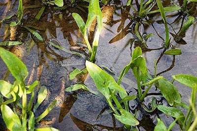 Grass ayr - a vízinövények csodálatos képviselője