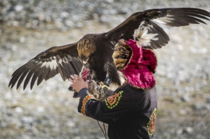 Distracție de călătorie, trăsături ale falconului în Mongolia