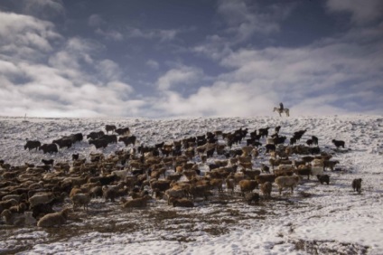 Distracție de călătorie, trăsături ale falconului în Mongolia