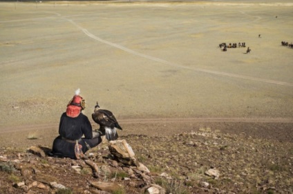 Distracție de călătorie, trăsături ale falconului în Mongolia