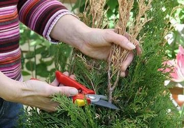 Înmulțirea tujelor prin tăierea, plantarea și îngrijirea diferitelor specii și soiuri după plantare