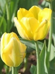 Tulipánok, ültetés és gondozás, a kertben és a kertben