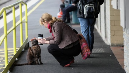 O pisică minunată întâlnește gazda de la stație ca un huto