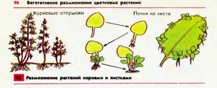 Reproducerea vegetativă a plantelor prin rădăcini și frunze