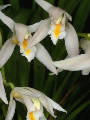 Tipuri de soiuri de fotografie orhidee cymbidium și îngrijirea florilor la domiciliu