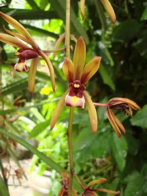 Tipuri de soiuri de fotografie orhidee cymbidium și îngrijirea florilor la domiciliu