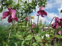 Wilt pe clematis, flori în grădină (gospodărie)