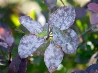 Wilt pe clematis, flori în grădină (gospodărie)