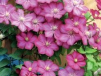 Wilt pe clematis, flori în grădină (gospodărie)