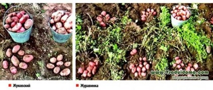 Cultivarea cartofilor în Buryatia - fără a se uita la vreme, un site despre gradina, cabana și plante de interior