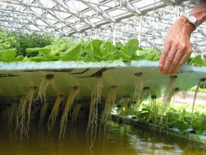 Növekvő saláta a hidroponikára a családi és üzleti videók számára