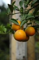Cultivarea citricelor