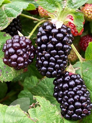 Blackberry Berry plantare și îngrijire pentru video, Descrierea Trimming