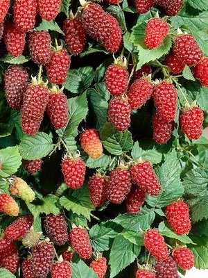 Blackberry Berry plantare și îngrijire pentru video, Descrierea Trimming