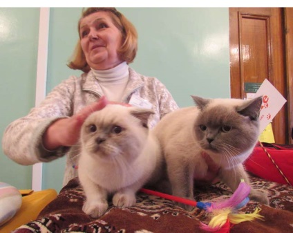 În Kramatorsk, o expoziție de pisici, știri despre postul Kramatorsk - kramatorsk, postul kramatorsk
