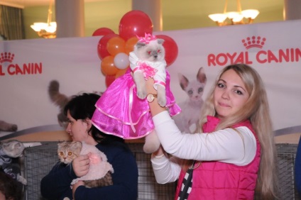 În kramatorsk, a avut loc o expoziție mult așteptată de pisici - medicul veterinar Brezhnev Vetcenter