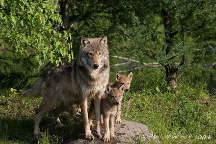 Wolf viață (alexander saukov)