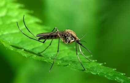 Întrebare despre un țânțar