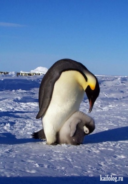 În pinguinul țării