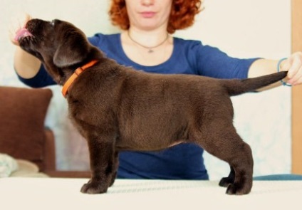 Handler al canisei noastre este natalya lui Kuznetsov, o pepinieră profesională a Labradors Defino