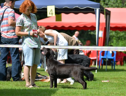 Handler al canisei noastre este natalya lui Kuznetsov, o pepinieră profesională a Labradors Defino