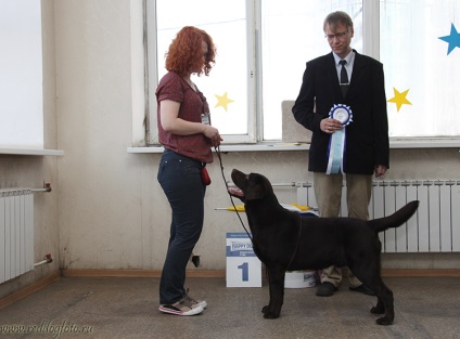 Handler al canisei noastre este natalya lui Kuznetsov, o pepinieră profesională a Labradors Defino