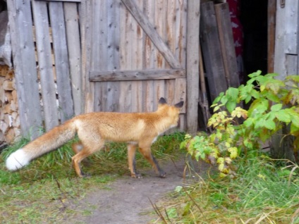 Hogy a róka róka meglepett, a hobbi világa