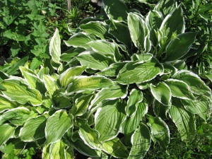 Hosta - frumusețea orientală, grădina și grădina mea