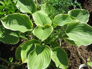 Hosta - frumusețea orientală, grădina și grădina mea