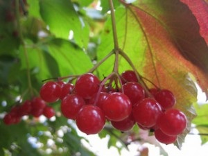 Berry de viburnum, aplicație în medicina populară, cunoștințe populare din kravchenko anatolia