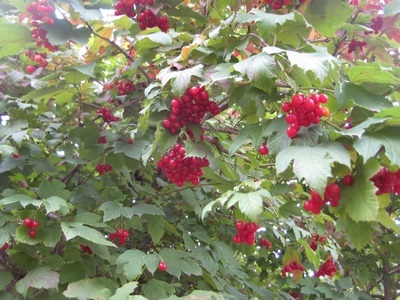 Berry de viburnum, aplicație în medicina populară, cunoștințe populare din kravchenko anatolia
