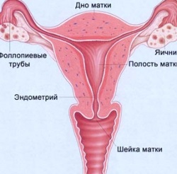 Localizarea și funcția ovarului