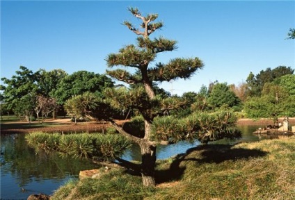 Fotografii japoneze de pin, plantare și îngrijire