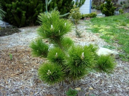 Fotografii japoneze de pin, plantare și îngrijire