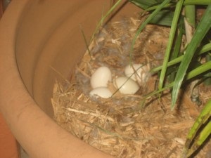 Ouă de Indotka - descriere, fotografie, ferma acasă