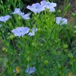 Sunătoare, plante medicinale