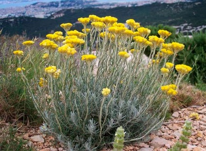 Sunătoare, plante medicinale