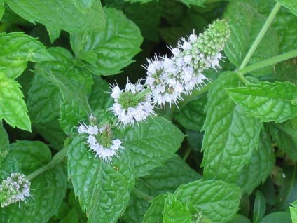 Sunătoare, plante medicinale