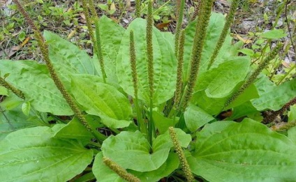 Sunătoare, plante medicinale