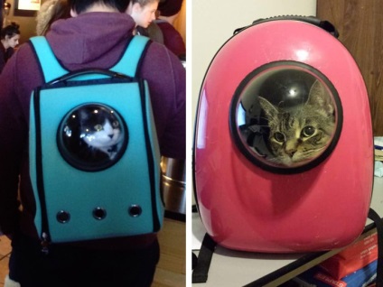 15 Cele mai ciudate și neobișnuite dispozitive create pentru o pisică