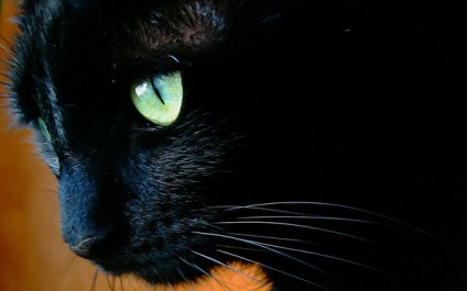 17 noiembrie este ziua pisicilor negre