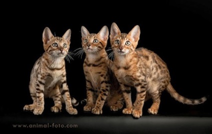 Pisici abisiniane, pisici bengaleze și fasie albă