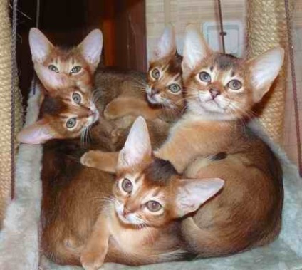Pisici abisiniane, pisici bengaleze și fasie albă