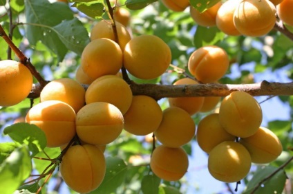 Apricot Triumph Descrierea nordică și caracterizarea soiului, avantaje și dezavantaje, caracteristici