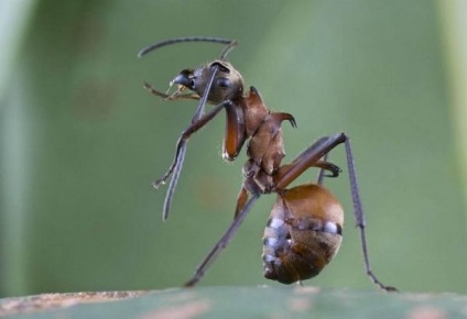 Adaptarea animalelor în natură