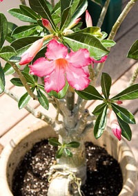 Adenium ápolás és reprodukció