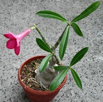 Adenium ápolás és reprodukció