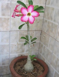 Adenium gondozás és szaporodás