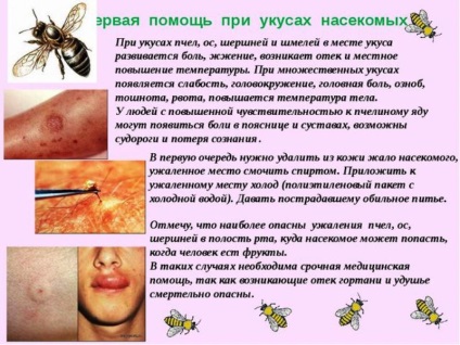 Alergia provoacă mușcături de insecte, simptome și tratament